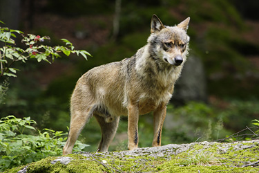 Wolf. Foto: Georg Pauluhn, piclease